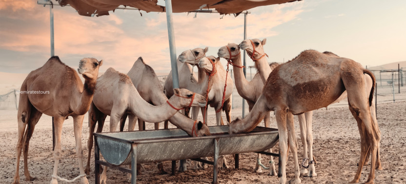 Evening Desert Safari with BBQ Dinner & Shows - Abu Dhabi