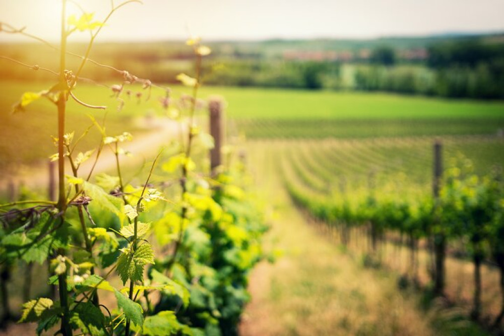 Vineyard Walk with Wine Tasting & Lunch on Mount Vesuvius from Naples