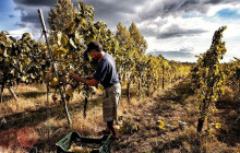 Napoli City Vision12