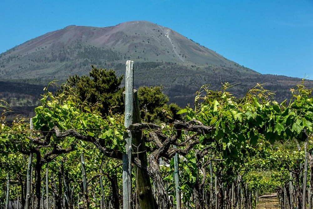 Pompeii Ruins Tour with Vesuvius Vineyard Wine Tasting and Lunch
