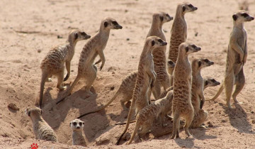 A picture of 3 Day Safari Tour: Kgalagadi Transfrontier Park