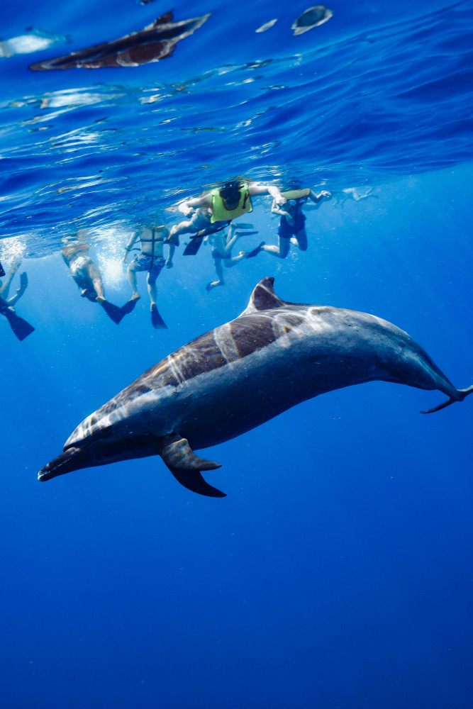 Swim with Dolphins Speedboat Snorkel Tour