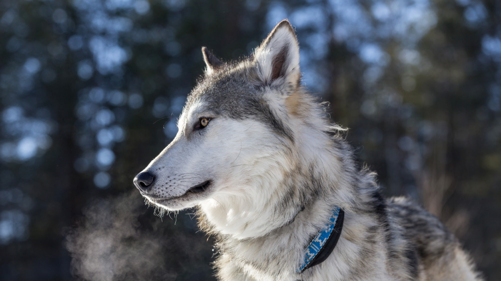 Into the Woods- Private Guided Arctic Wolfdog Tour With Walk Into the Woods