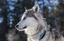 Arctic Wolfland Sanctuary9