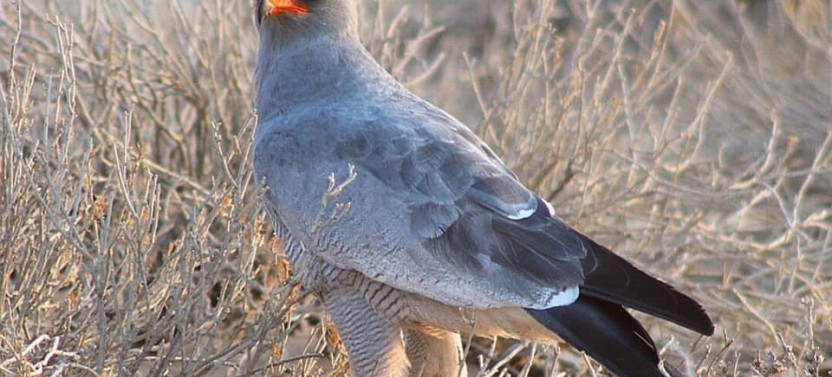 4 Day chalet - Kgalagadi Transfrontier Park - Kalahari Desert
