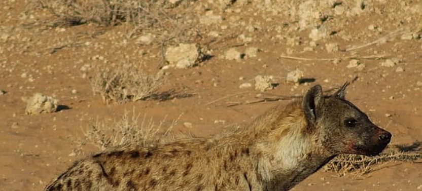 4 Day chalet - Kgalagadi Transfrontier Park - Kalahari Desert