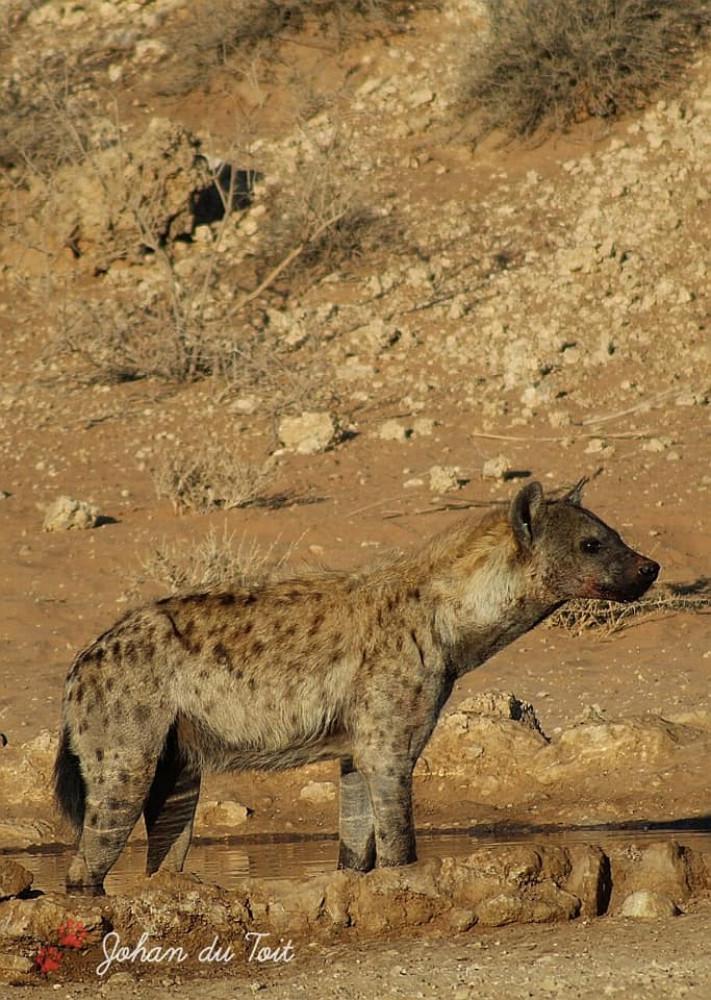 4 Day Chalet Safari: Kgalagadi Transfrontier Park