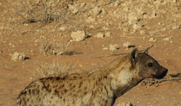 A picture of 4 Day Chalet Safari: Kgalagadi Transfrontier Park