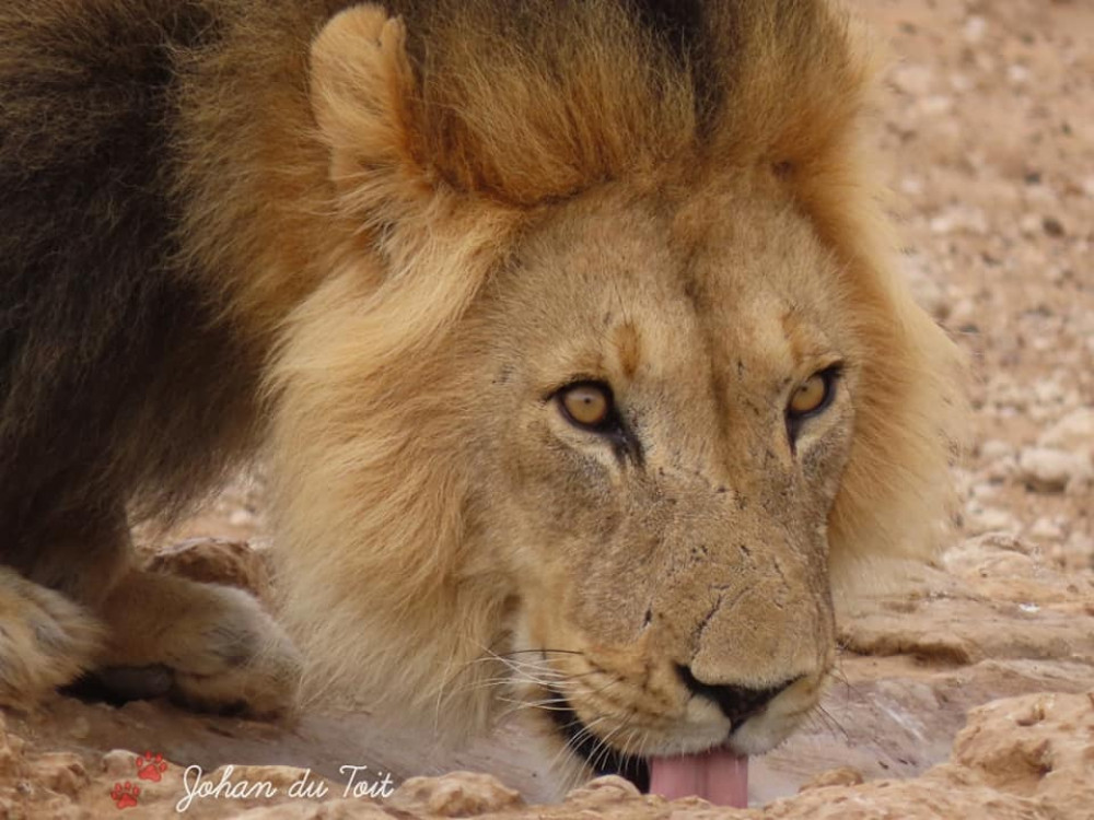 4 Day chalet - Kgalagadi Transfrontier Park - Kalahari Desert