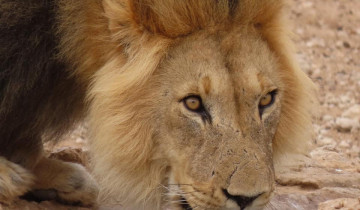 A picture of 4 Day chalet - Kgalagadi Transfrontier Park - Kalahari Desert
