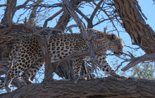 4 Day Safari Tour: Kgalagadi Transfrontier Park & Augrabies National Park