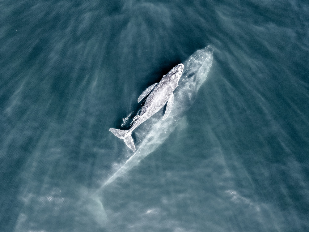 Banderas Bay Whale Watching Tour