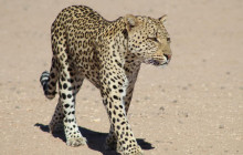 5 Day Kalahari Safari Tour: Kgalagadi Transfrontier Park