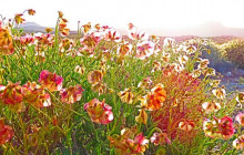 5 Day Namaqua Land Flower Tour