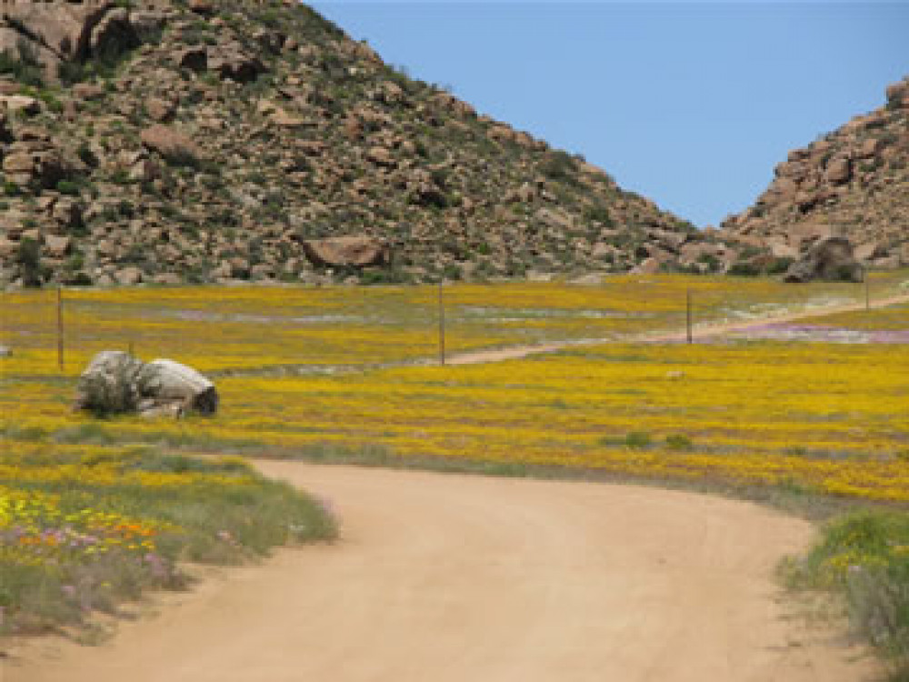 Kalahari Safaris - Desert Explorers - South Africa