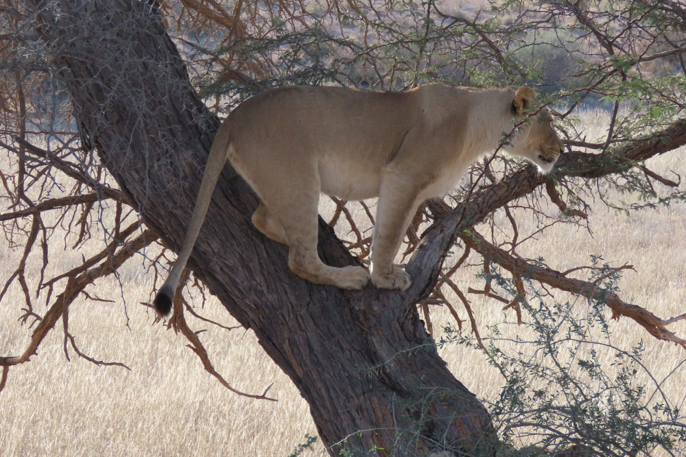 Kalahari Safaris - Desert Explorers - South Africa