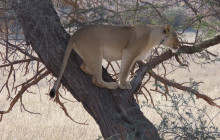 6 Day Kgalagadi Unfenced Camping Tour