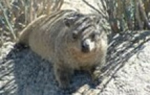 Kalahari Safaris - Desert Explorers - South Africa5