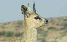 Kalahari Safaris - Desert Explorers - South Africa6