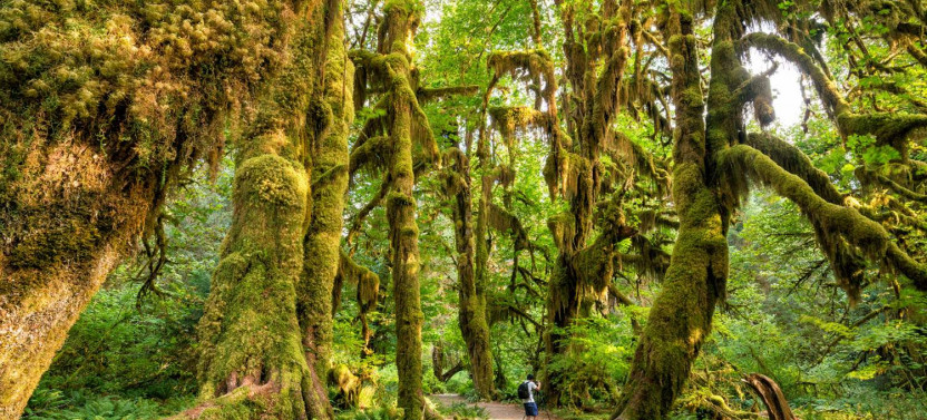 Seattle And Olympic NP Self-Guided Walking and Driving Audio Bundle Tour