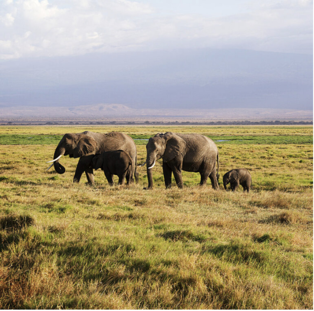 Tanzania Wildlife Adventures