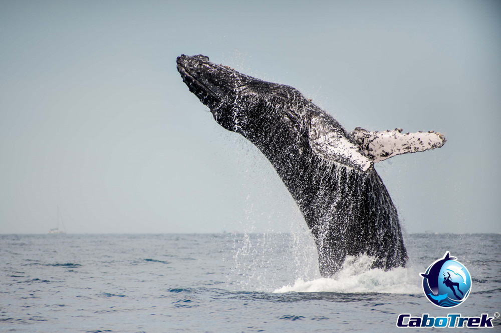 Private Luxury Yacht Whale Watching