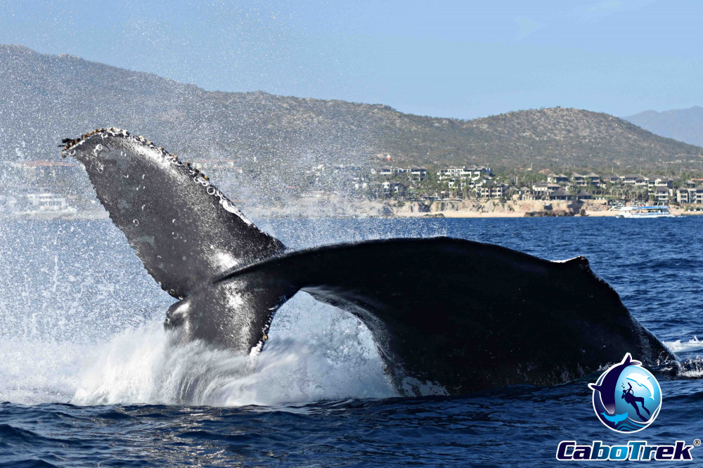 Private Luxury Yacht Whale Watching