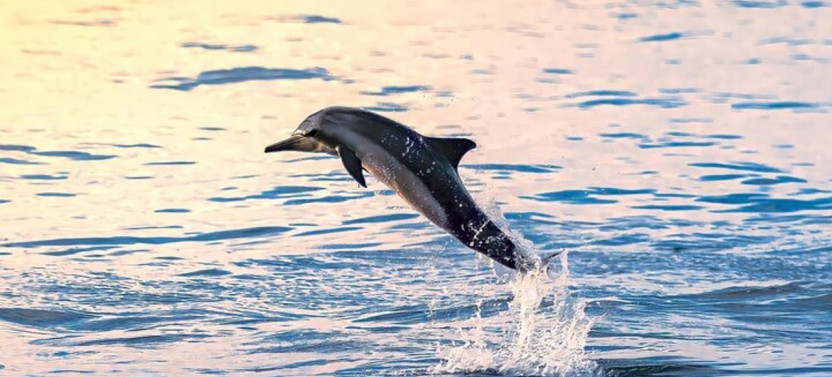 Snorkeling and Dolphin Watching Muscat