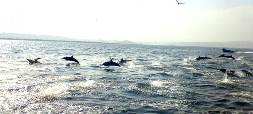 Snorkeling and Dolphin Watching Muscat