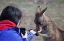 Tours Tasmania12