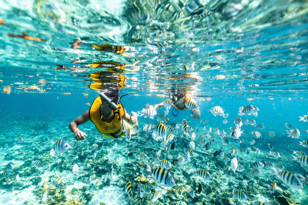 5 in 1 Cancun Snorkeling Tour Turtle Swim Reef Musa Shipwreck 