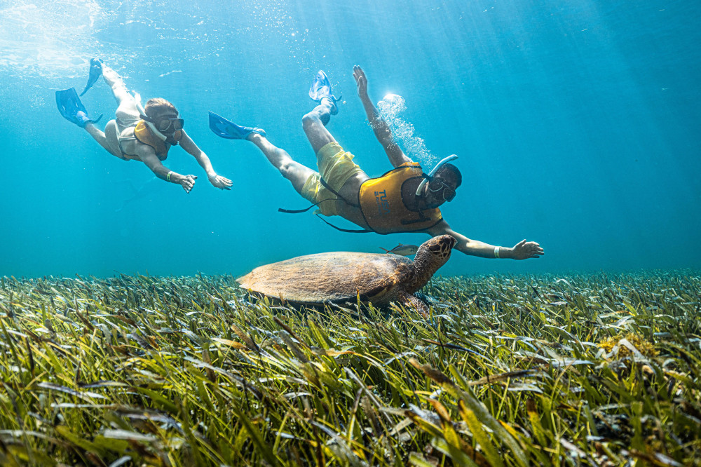 5-in-1 Cancun Snorkeling Tour: Turtle Swim, Reef, Musa, Shipwreck & Cenote