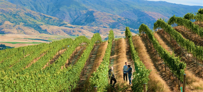 Zip & Sip - Zipline and Wine Tour