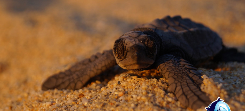 Baby Turtle Release & Sunset Conservation Tour with a Marine Biologist