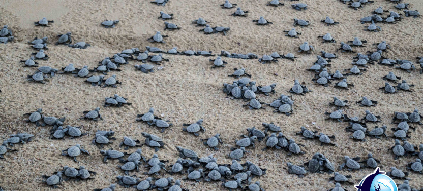 Baby Turtle Release & Sunset Conservation Tour with a Marine Biologist