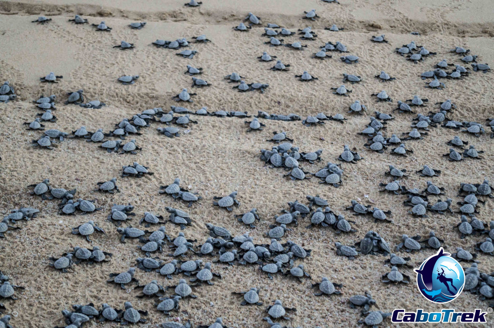 Baby Turtle Release & Sunset Conservation Tour with a Marine Biologist