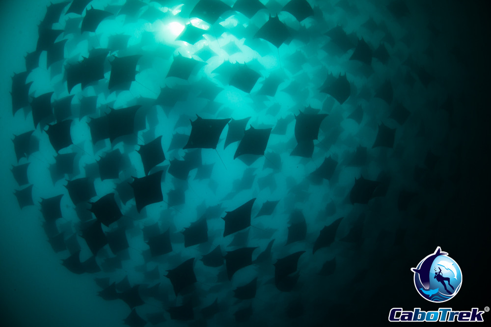 Private Mobula Ray Expedition