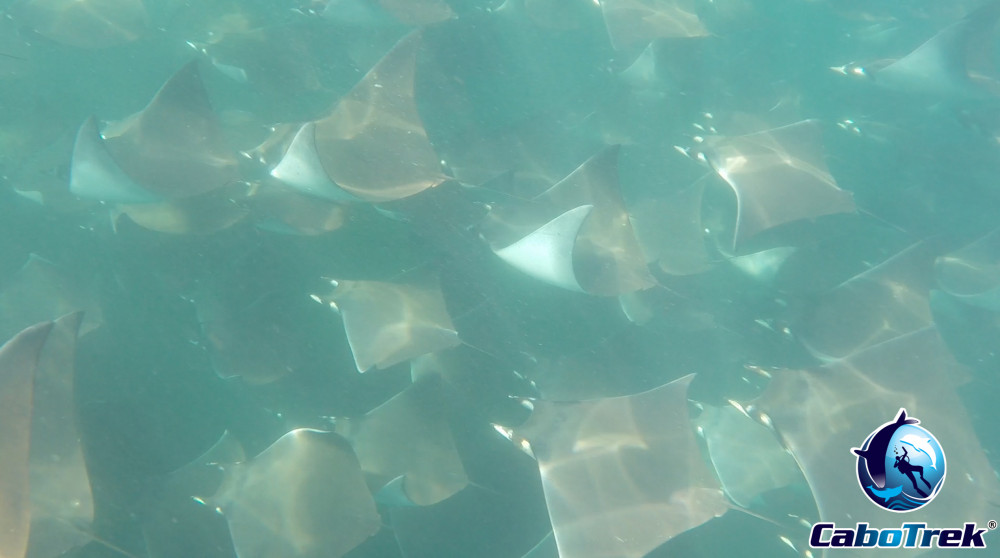 Private Mobula Ray Expedition