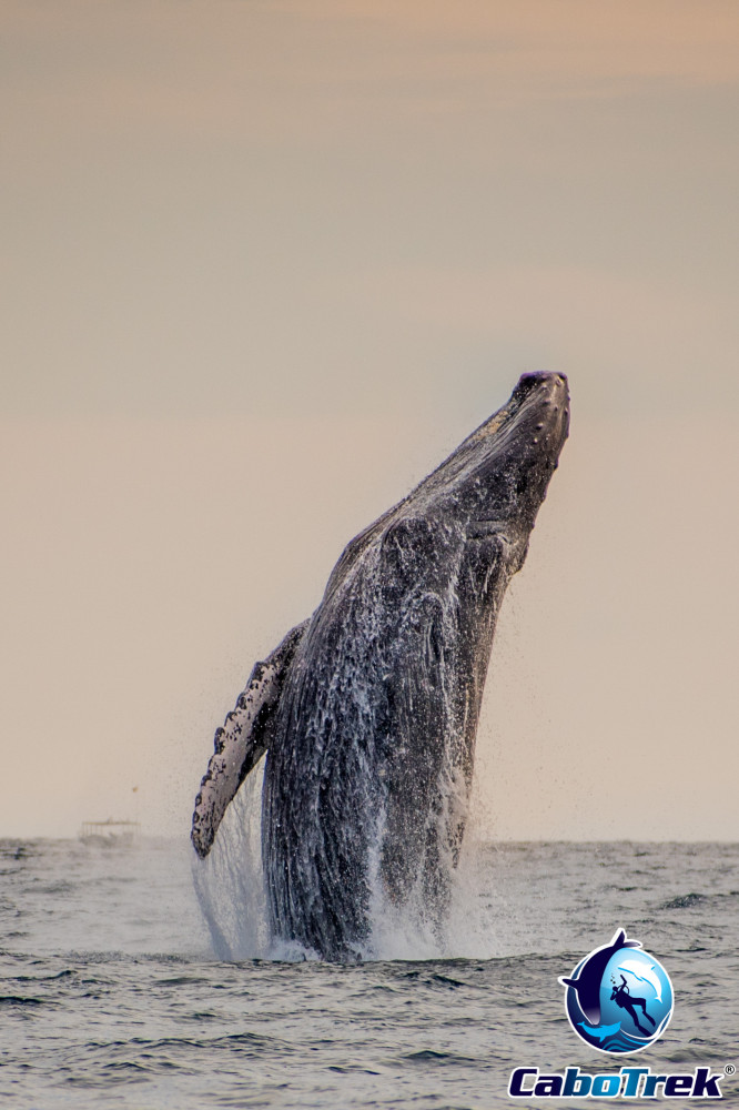 Private Sunset Whale Watching Cruise