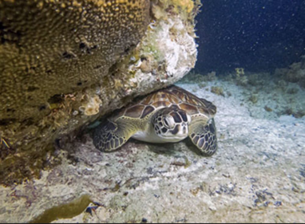 cancun bioluminescence tour