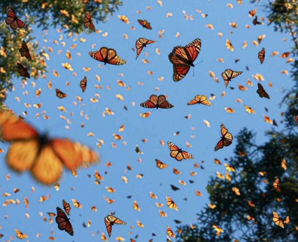 Mexico Monarch Butterfly: Biosphere Reserve and a Magic Town