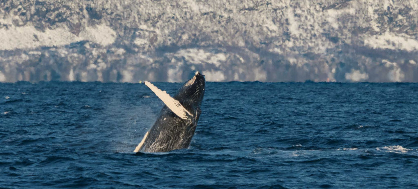 Silent Whale Watching From Tromsø