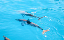 Kona: 3 hour Dolphin Watch, Double Snorkel, & BBQ Lunch