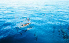 Kona: 3 hour Dolphin Watch, Double Snorkel, & BBQ Lunch