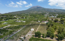 Mount Vesuvio Organic Wine Tasting & Lunch : Sorrento-Peninsula