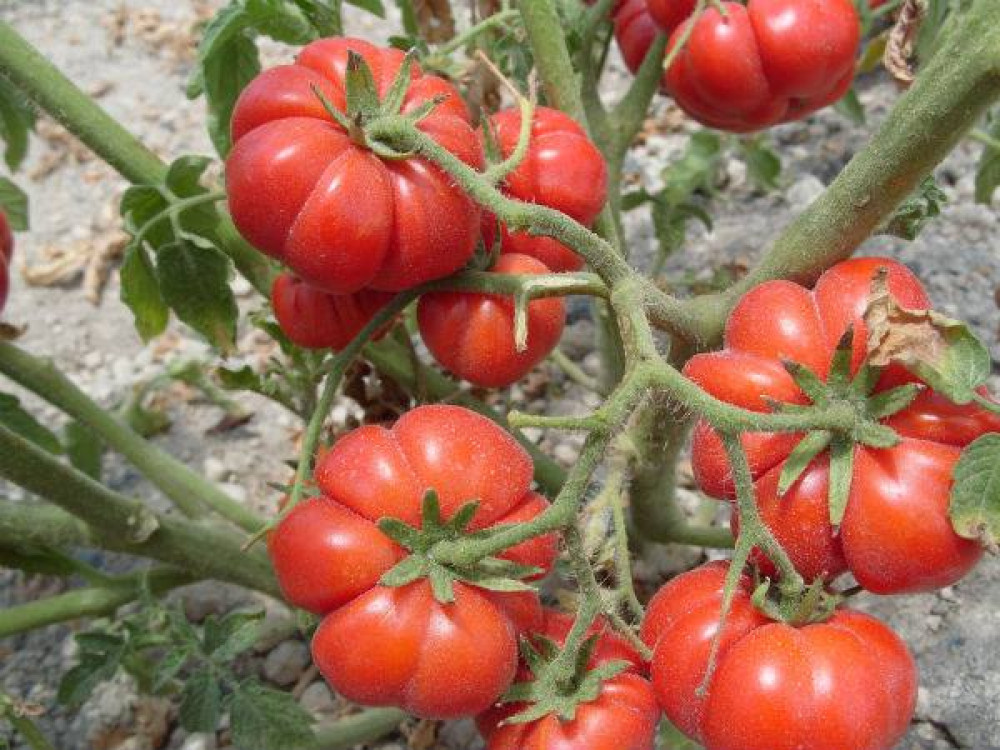 Golden Ibex Events & Tours