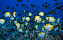 Maui Snorkeling6