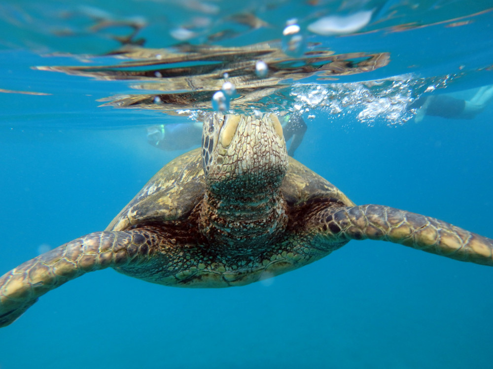 Maui Snorkeling