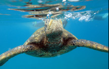 Maui Snorkeling7