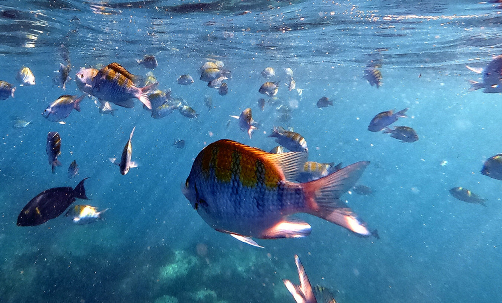 San Jose Del Cabo Private Snorkeling